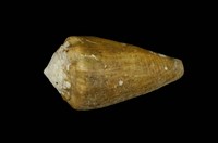 藏品(晚霞芋螺)的圖片